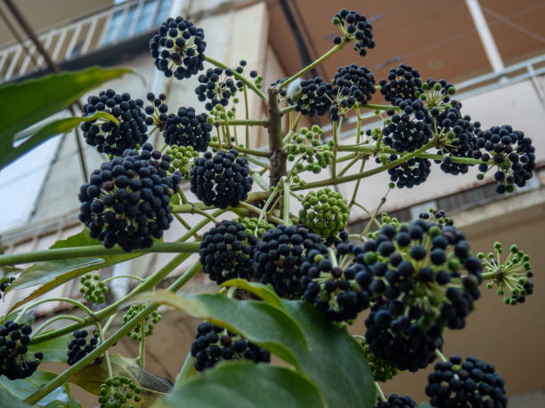 Umbrella plant, berries. Twigs with black berries.