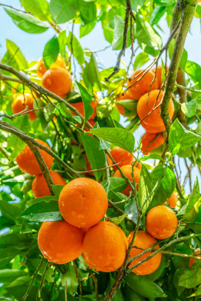 istock Ripe orange fruits on orange tree between lush foliage. View from below. 2150877521