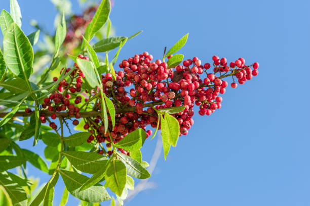 Fresh pink peppercorns on peruvian pepper tree branch. Blue sky at the background.