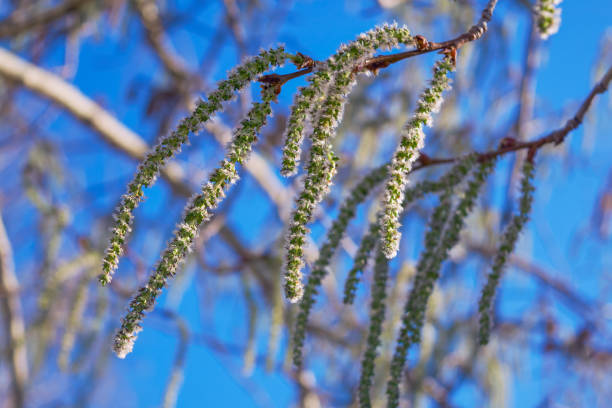 istock Aspen catkins hang from a branch. Soft, blurred background. 2150878266