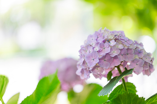 Close up of purple hydrangea in the morning