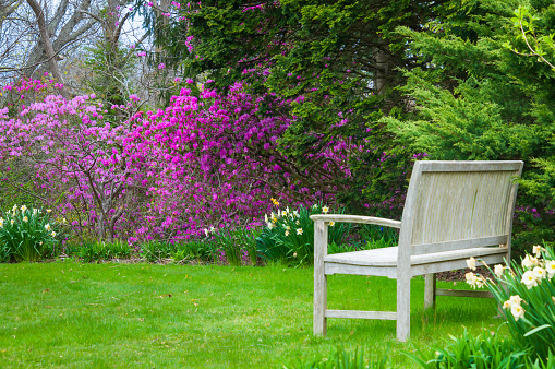 An empty bench rests on the grass in front of a backdrop of blooming springtime azaleas.