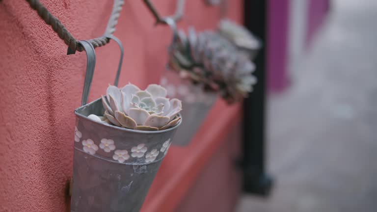 Detailed succulent in a decorative hanging pot