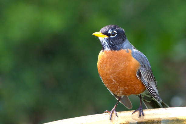 istock American Robin perching outdoors. 2150881450