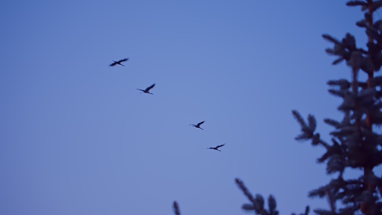 Flock of Wild Heron Birds Flying in Formation