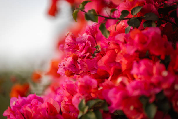 Pink bougainvillea from streets pf Bodrum - Turkey
