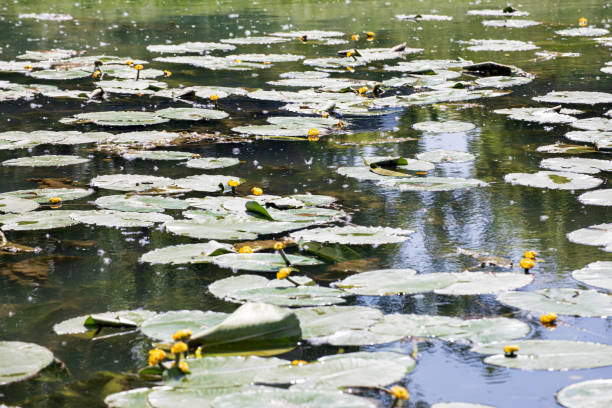 Yellow water lily leaves float on the surface of the water