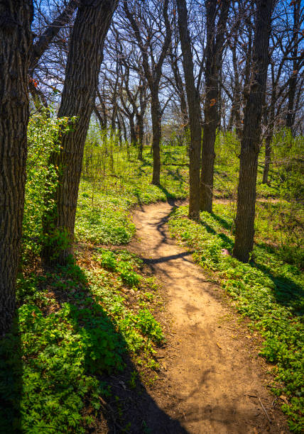 Hiking Trail Through Lush Forest - Scenic nature environment with no people leading off into the distance.