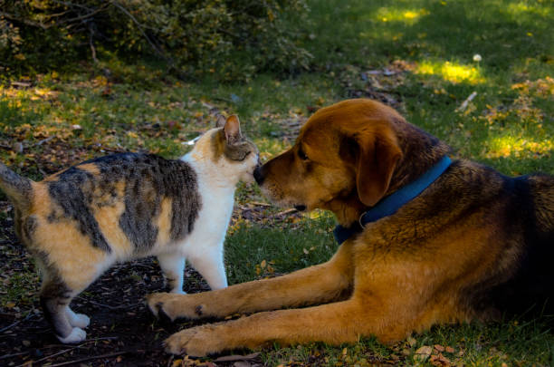 A cat and a dog, from Chubut, Argentina. Good friends despite they are cat and dog.