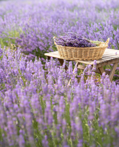 istock Harvesting season. Lavender bouquets and basket. 2150883382