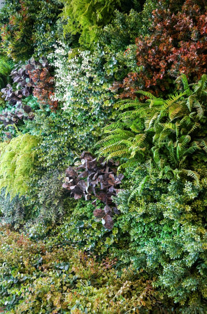 istock Green plant wall for decorating buildings and gardens 2150883525