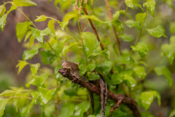 Garden Snail Climbing on Tree Branch