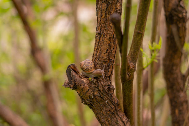 Garden Snail Climbing on Trees Outside