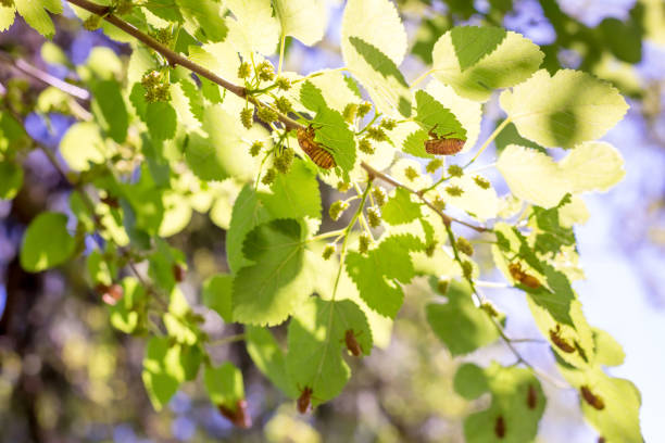 istock Cicada exoskeletons covering the branches of a tree 2150884603