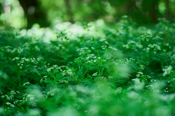 A photograph of overgrown weeds in the forest.