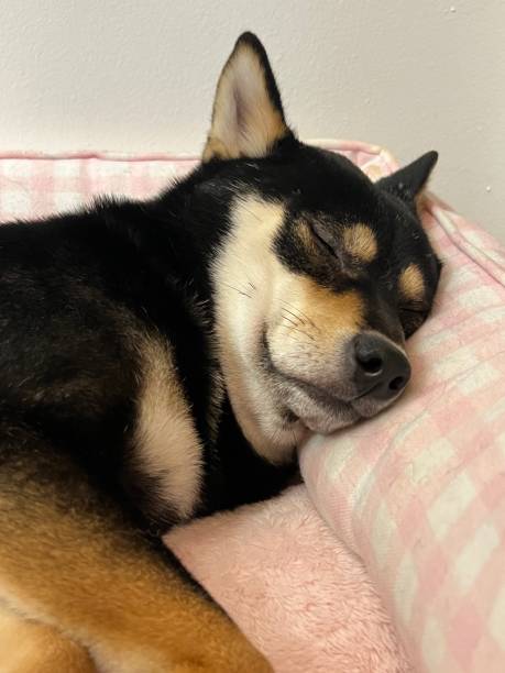 istock Shiba Inu puppy. 2150885211