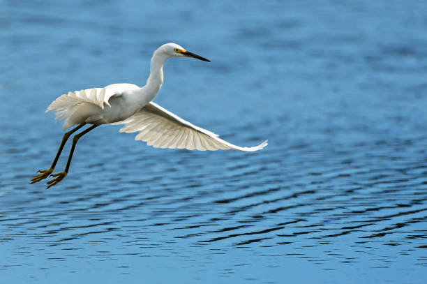 Great egret (Ardea alba) taking off in flight from freshwater lake along the California Coast.Taken Santa Cruz, California, USA