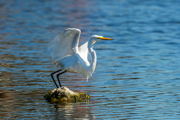 istock Long Shot of Great Egret Taking Off in Flight From Lake 2150885462