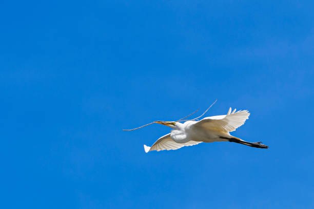 istock Great Egret in Mid-Flight Over Elkhorn Slough Nesting Area 2150885467