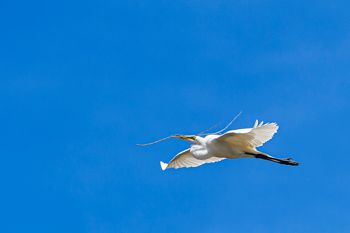 Great egret (Ardea alba) captured in mid-air flying over natural ocean slough, spring nesting area.

Taken in Moss Landing, California. USA