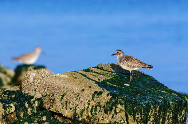 Black bellied plover standing on seaweed covered rock along the shore of Elkhorn Slough.\n\nTaken at Elkhorn Slough National Estuarine Reserve.