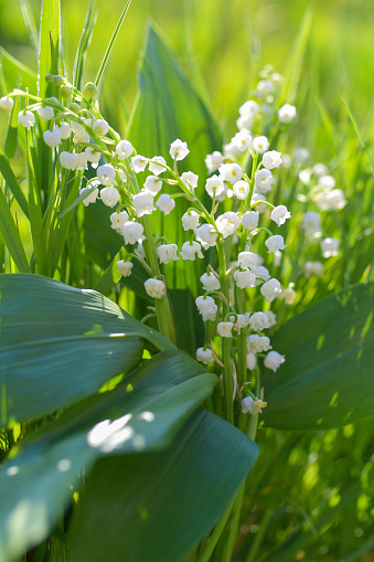 A Lily Of The Valley in a natural habitat, is the symbol of tradition in France to be offered for the international labour day on May 1st  and also as a gift to loved ones for the good luck.