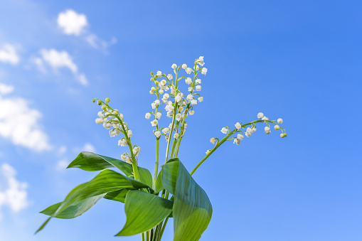 A Lily Of The Valley is the symbol of tradition in France to be offered for the international labour day on May 1st  and also as a gift to loved ones for the good luck. On the beautiful blue sky the bouquet is bright white and green.