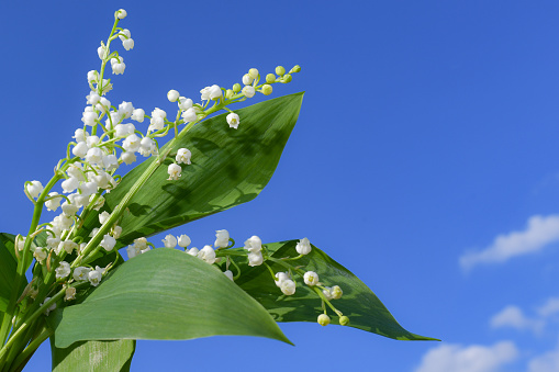 A Lily Of The Valley is the symbol of tradition in France to be offered for the international labour day on May 1st  and also as a gift to loved ones for the good luck. On the beautiful blue sky the bouquet is bright white and green.