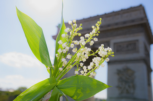 A Lily Of The Valley is the symbol of tradition in France to be offered for the international labour day on May 1st  and also as a gift to loved ones for the good luck. On the beautiful blue sky the bouquet is bright white and green, while