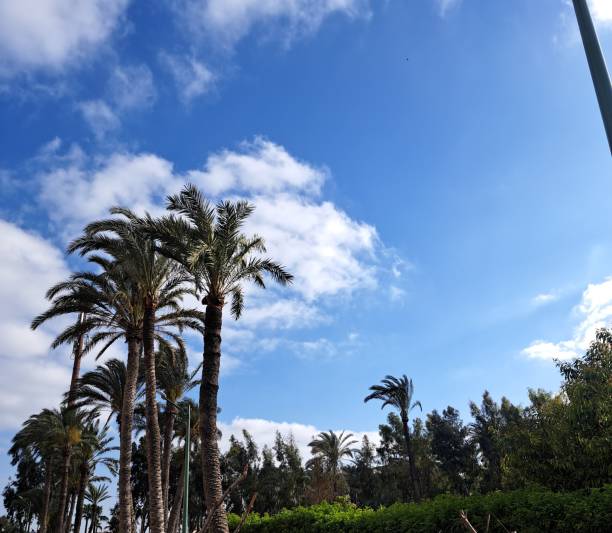 istock Palm tree in the garden and blue sky with cloud 2150888000
