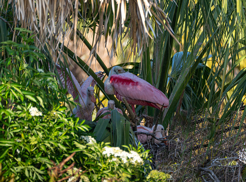 The beautiful roseate spoonbill and their nest with chicks in the natural surroundings of Orlando Wetlands Park in central Florida.  The park is a large marsh area which is home to numerous birds, mammals, and reptiles.