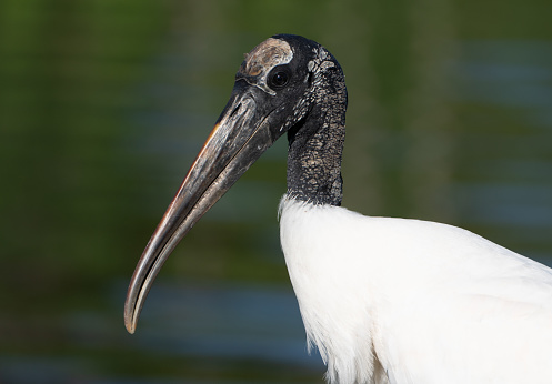 Wild wood stork in the beautiful natural surroundings of Orlando Wetlands Park in central Florida.  The park is a large marsh area which is home to numerous birds, mammals, and reptiles.