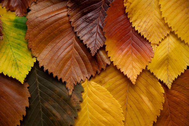 istock Autumn multi colored leaves of elm tree background 2150890157