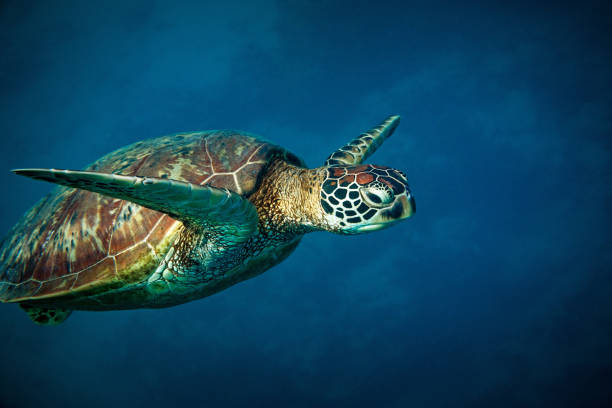istock A green sea turtle ascends deep blue waters above a tropical reef 2150892294