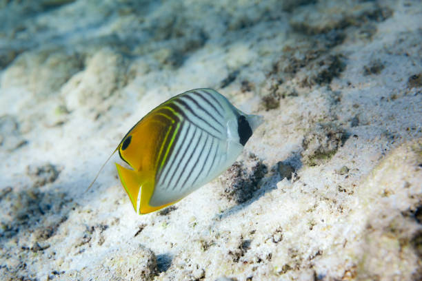 Threadfin Butterflyfish (Chaetodon auriga) swimming in a shallow tropical lagoon
