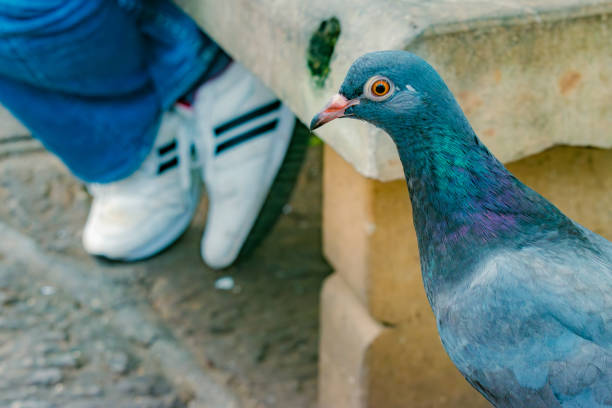 A person offers corn to a pigeon at an outdoor market setting.