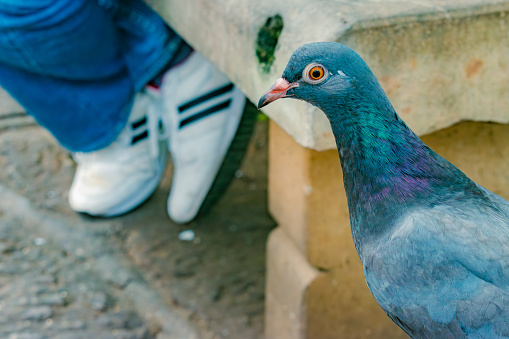 closeup of a pigeon's head with out of focus background and space for text