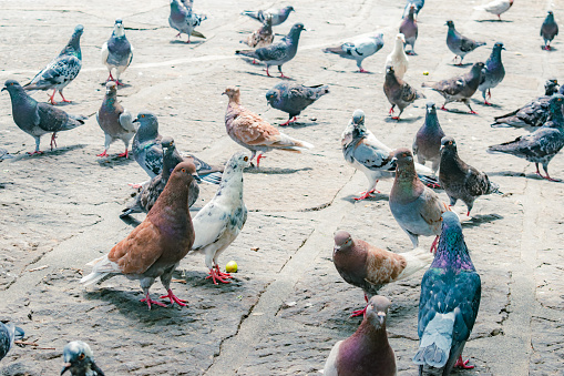 group of pigeons on stone floor in a city park
