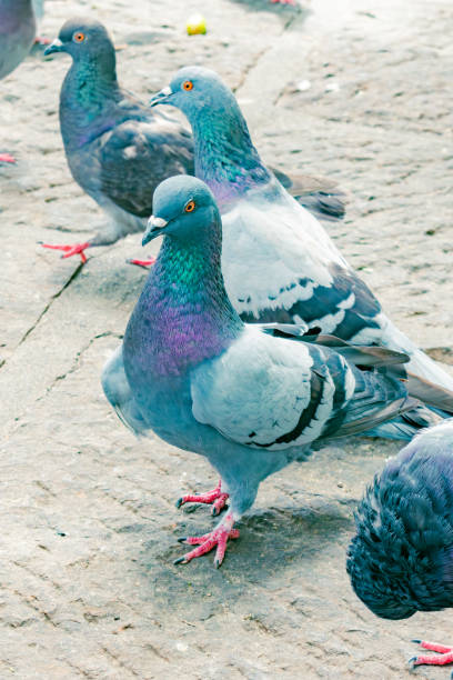 istock pigeons in the foreground in the city 2150893636