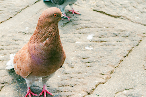 pigeons in close-up in the city on stone floor on a sunny day