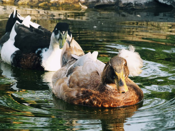 istock Geese swans in the park 2150894209