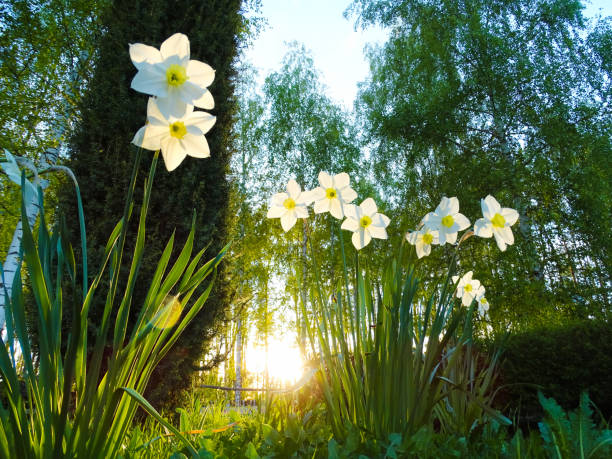 white flowers Alissum blooming lawn in the park