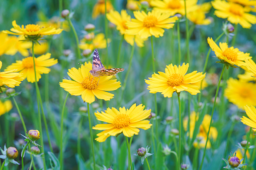 Field of yellow flower Coreopsis lanceolata, Lanceleaf Tickseed or Maiden's eye blooming in summer. Nature, plant, floral background. Garden, lawn of lance leaved Coreopsis with butterfly, close up