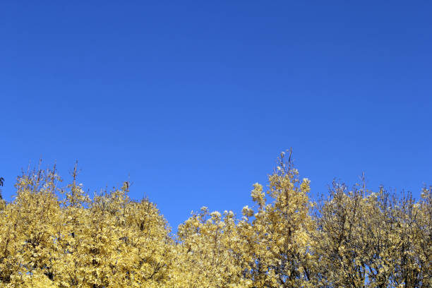Yellow leaves on a Golden Ash tree against a clear blue sky background