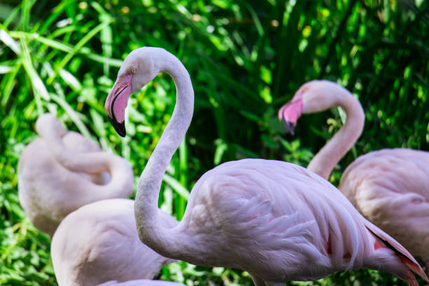 istock Graceful Flamingos 2150896454