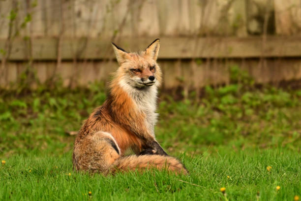 istock Adult Red Fox keeping watch over den 2150896683