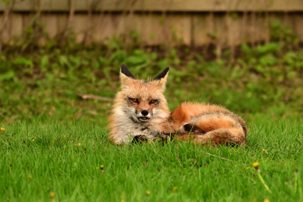 istock Adult Red Fox keeping watch over den 2150896697