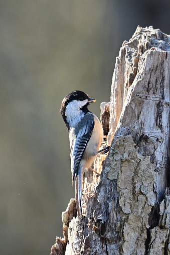 Black-capped chickadee building a nest in a dead tree