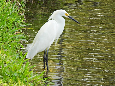 Snowy Egret - profile