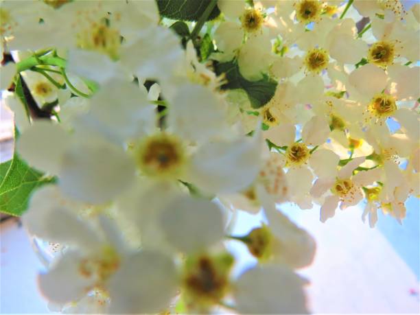 Spring blooming trees with blooming white flower petals, sunny spring day. Astronomical spring begins at the spring equinox and lasts until the summer solstice.